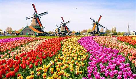 Les champs de Tulipes aux Pays Bas (Hollande)