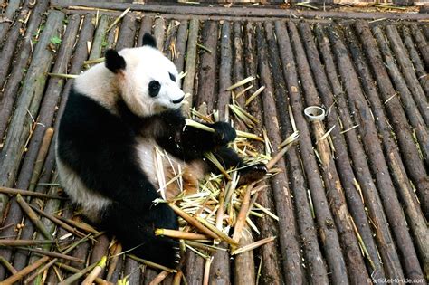 ou voir des pandas en chine