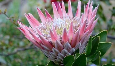 Africana - Our South African Flora, Including Cards, Complete was