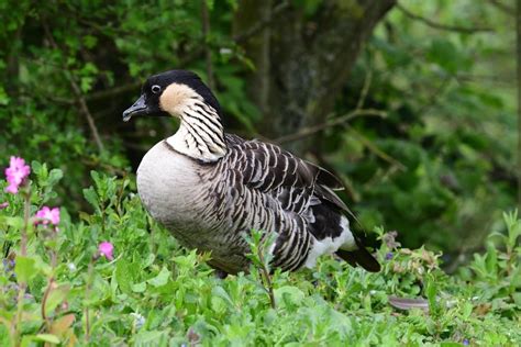 our beloved hawaiian goose