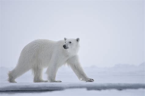 our planet frozen worlds polar bear