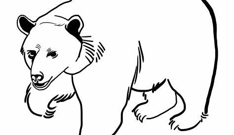 Ours brun dessin dessin à imprimer art animalier oeuvre | Etsy