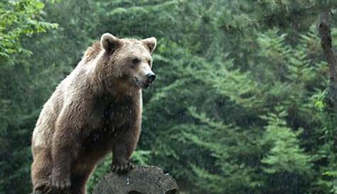 L'Ours brun va-t-il totalement disparaître du territoire français