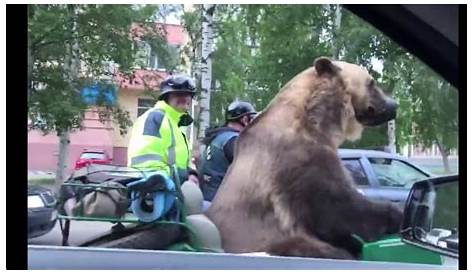 Vidéo. Un ours ouvre une portière et s’introduit dans une voiture