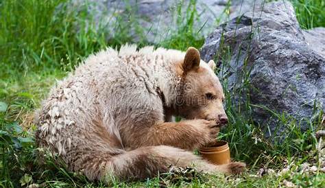 A Brown Bear Who Loves Honey Eats a Beehive Sitting on a Stone Stock