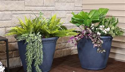 Outdoor Plants For Home Delivery