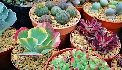 Outdoor Succulent Plants For Sale Uk
