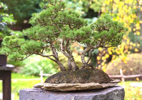 outdoor bonsai tree care