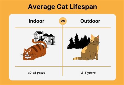 Outdoor Cat Average Lifespan