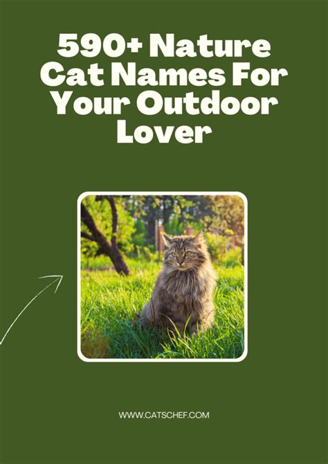 outdoor cat names
