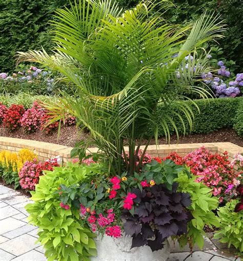 Outdoor Container Palm Trees