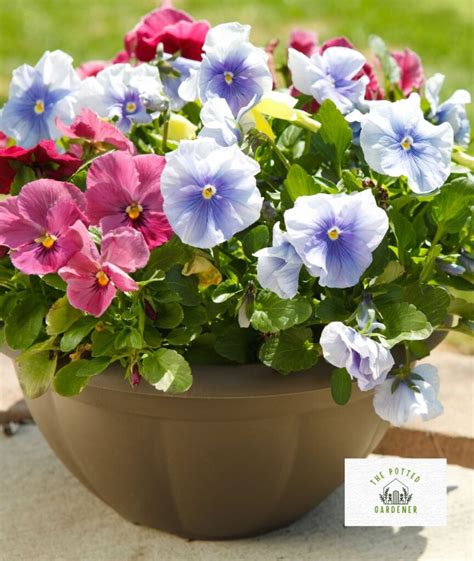 Outdoor Flowers For Shallow Pots