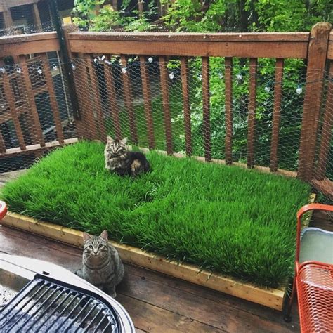 Outdoor Grass For Cats