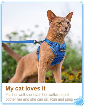 Outdoor Leash For Cats