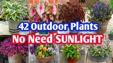 Outdoor Plants For Low Sun
