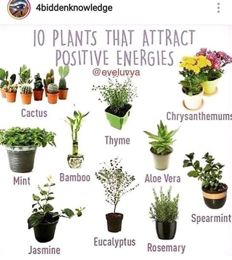 10 Plants That Attract Positive Energy and Make you Feel Happier in