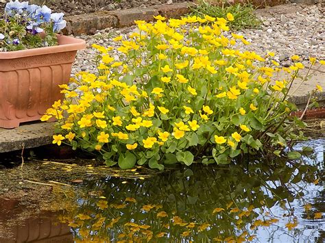 Outdoor Pond Plants Uk