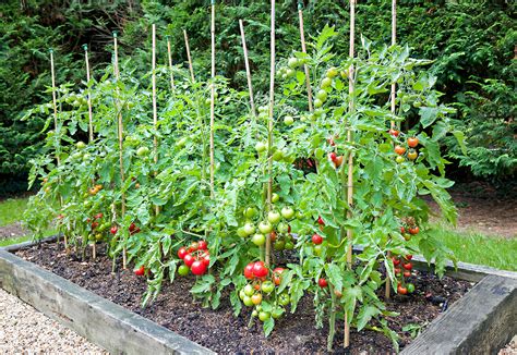 Outdoor Tomato Growing Tips