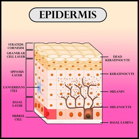 Outer Layer Of Skin (Epidermis)