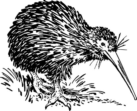 outline image of kiwi bird