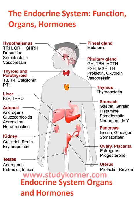 outline the endocrine system's organs and their functions