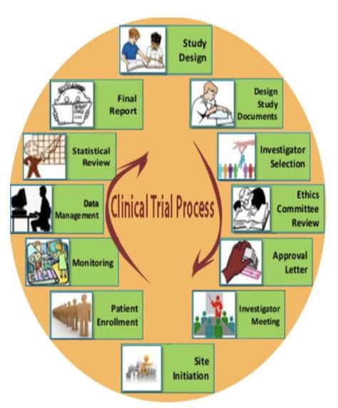 outline the process of a clinical trial