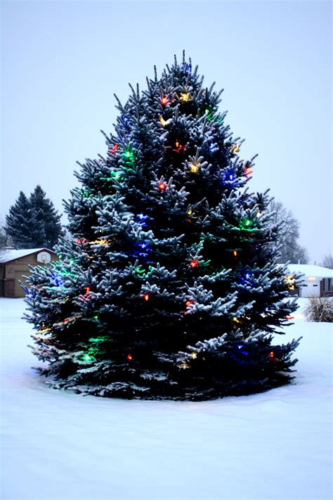 Celebrate The Holidays With An Outside Christmas Tree In 2023