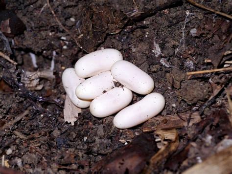 Oval Snake Eggs