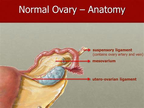 Ovary Is Inferior In Example