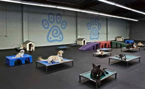 overnight doggy daycare reviews