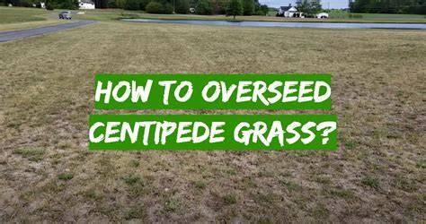 Overseeding Centipede Grass