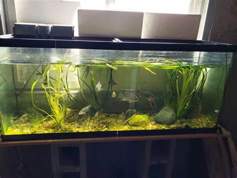 overstocked fish tank