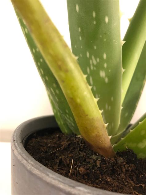 How To Tell If Aloe Plant Is Overwatered