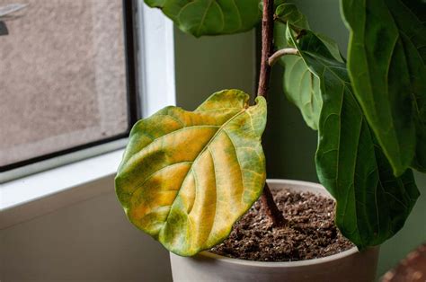 The two most common problems for fiddle leaf fig plants are ironically
