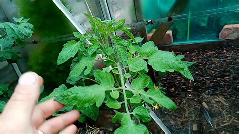 Overwatered Tomatoes Signs to Look Out For & How to Fix It