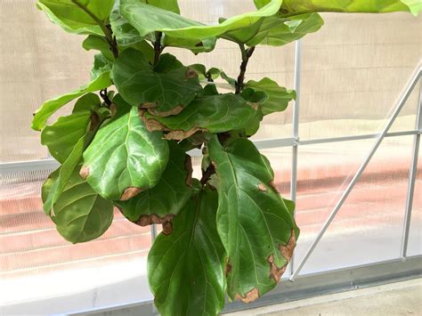 How To Save An Overwatered Fiddle Leaf Fig In 2023