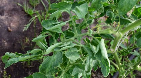 Overwatered Tomatoes: Causes, Symptoms, And Solutions