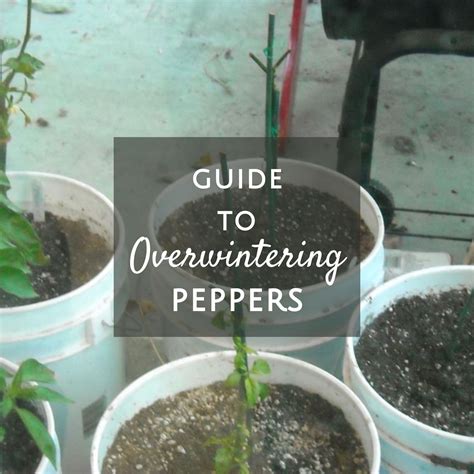 Overwintering Pepper Plants (Maybe) YouTube