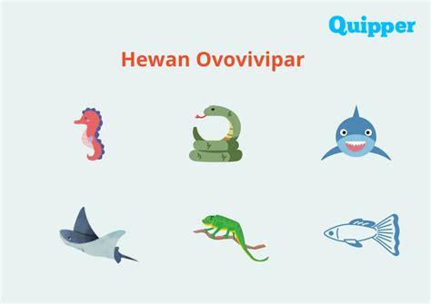 What Are Ovoviviparous Animals?