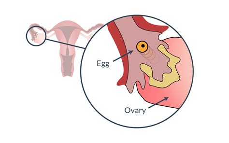 Ovulation Test After Egg Released