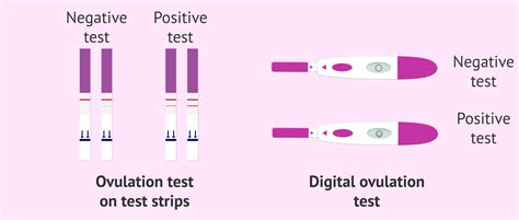Ovulation Tests Up And Down