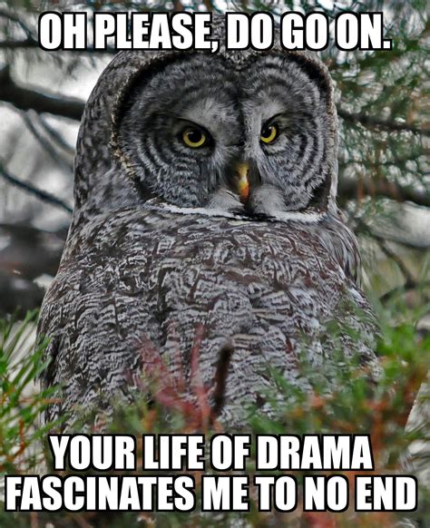 Owl 'Bout Some Sarcasm?