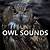 owl sounds in ma