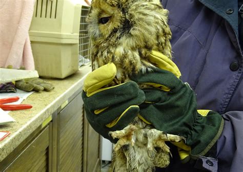 owl care