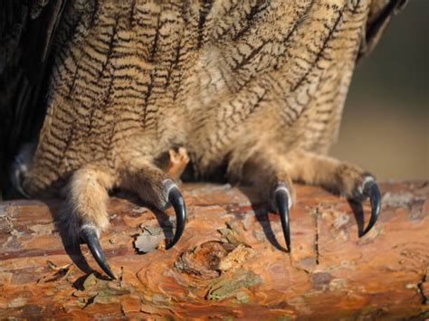 Owl Claws