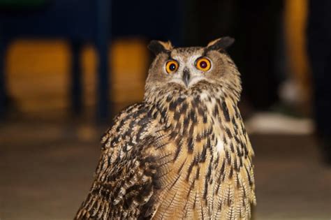 owl escapes central park zoo