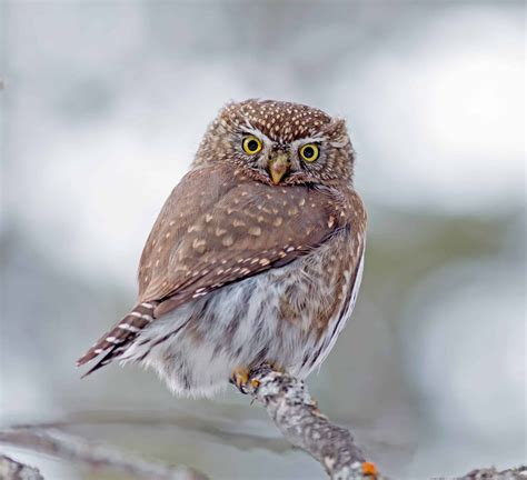 owl in northern california
