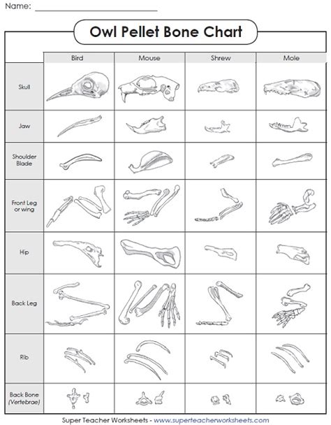 Owl Pellet Sorting Chart Printable
