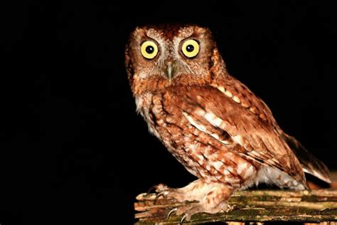 owl screech at night