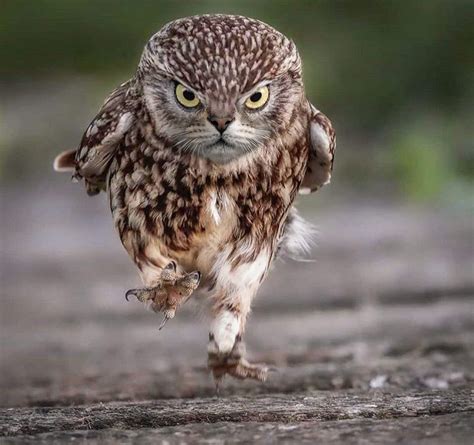 Owl-tstandingly Funny!